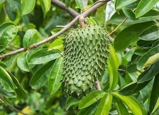 Top Camper Trailer Towing Tips